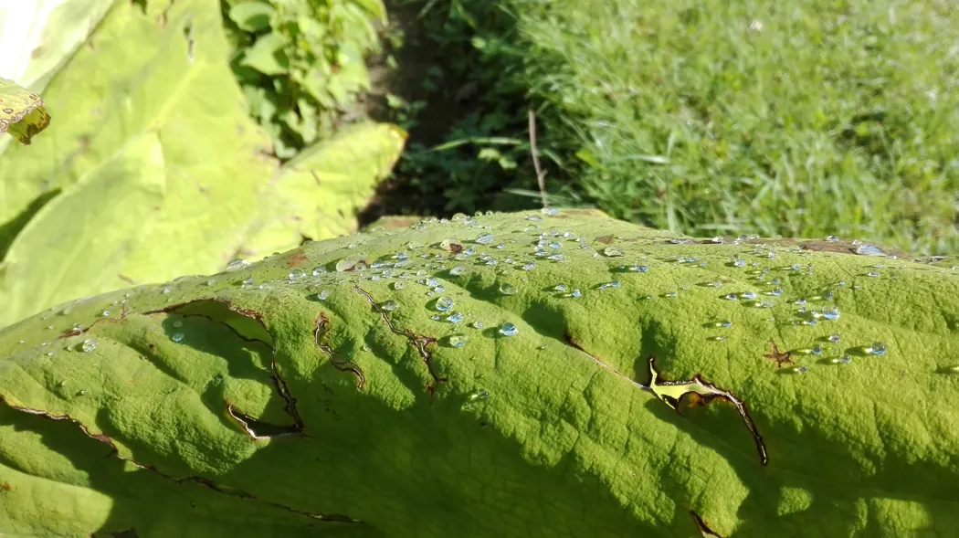 Wassertropfen auf einem grünen Blatt